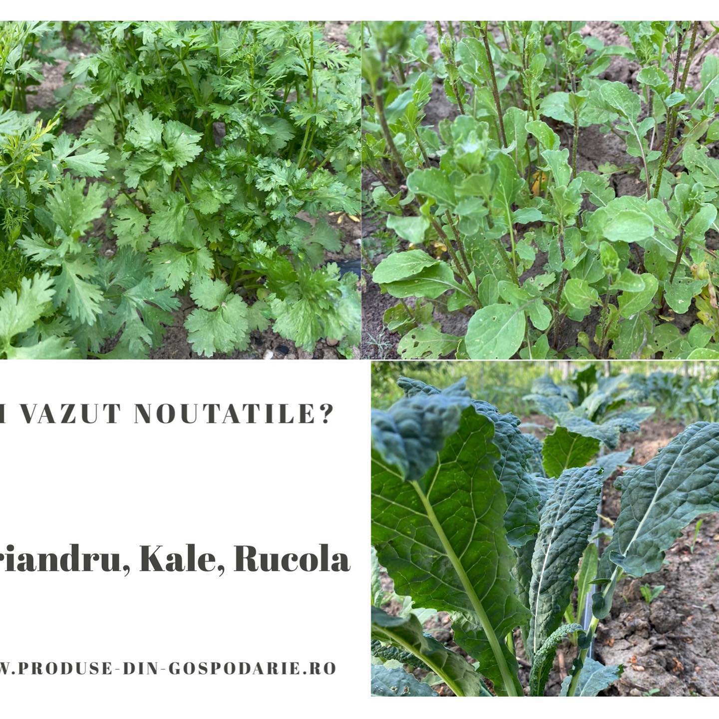 May be an image of text that says 'VAZUT NOUTATILE? iandru, Kale, Rucola .PRODUS DIN GOSPODARIE.RO'